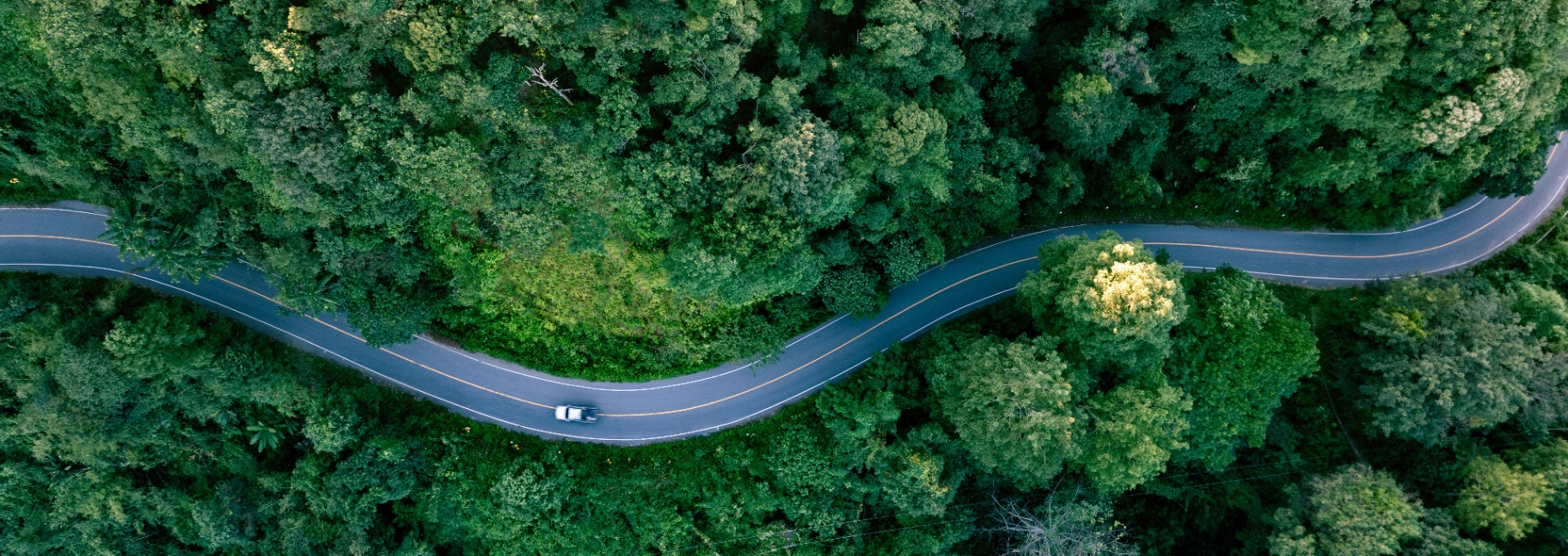 white car driving through winding roads in the trees